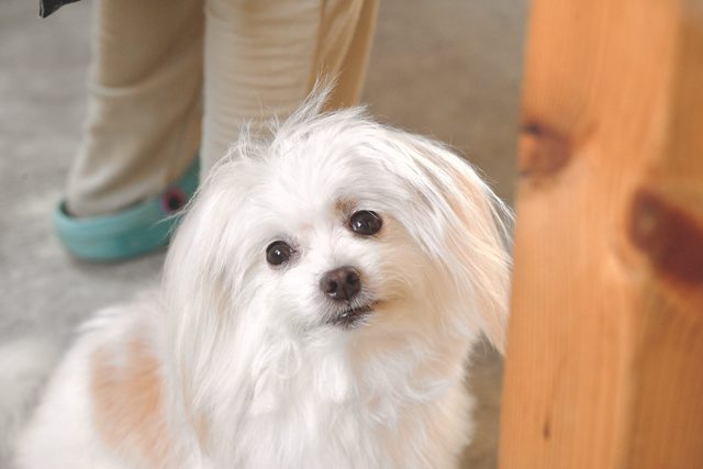 蒸留所の看板犬