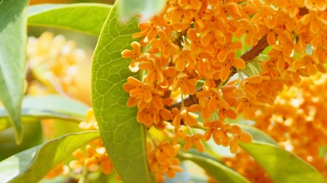 房になって咲く金木犀の花